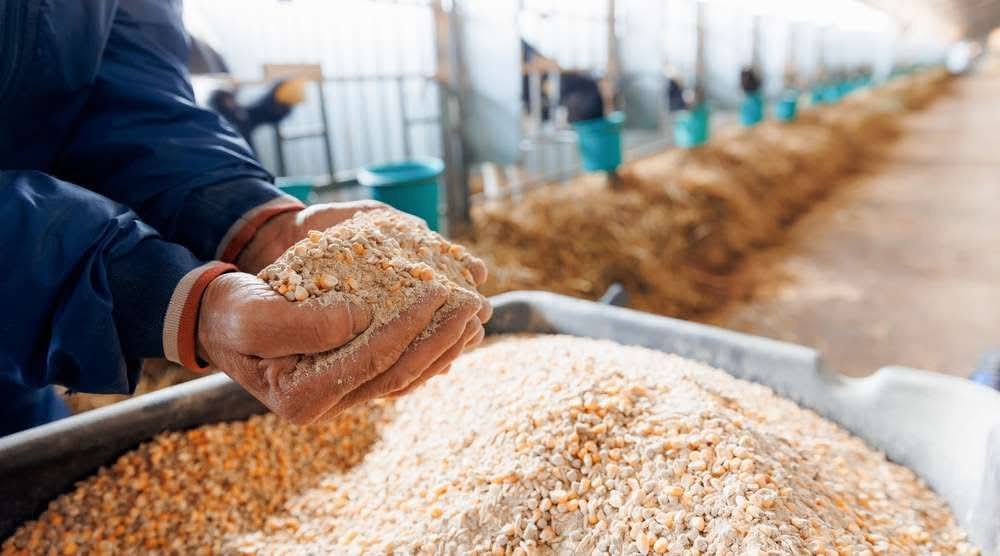 مصانع الأعلاف تحذر من تفاقم أزمة مزارع الألبان بالخرطوم وتطالب بتوفير المواد الخام