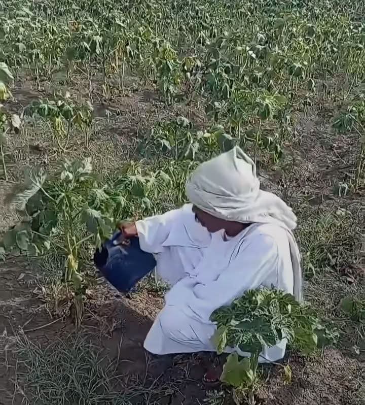 من الري الانسيابي إلى الري بالجالون.. مزارعو البالطاب يواجهون أزمة مياه في مشروع الجزيرة